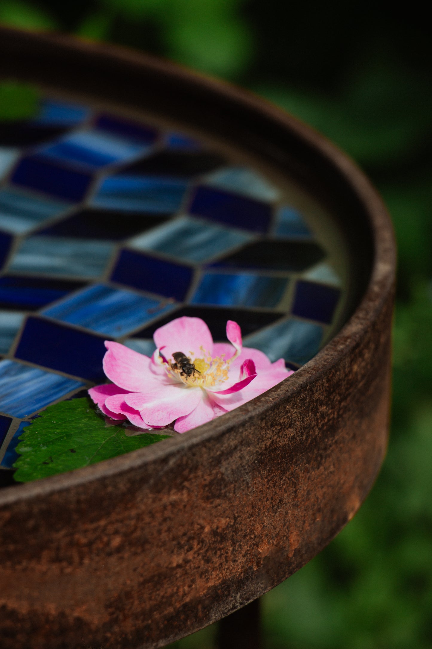 Schalen.Tisch Kornblume